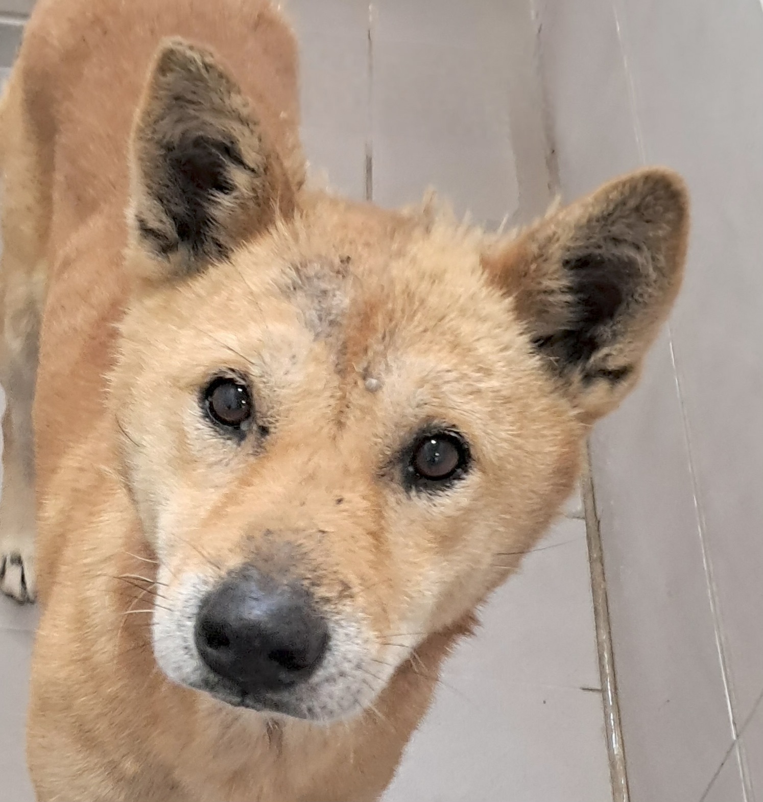 보호중 믹스견의 가…